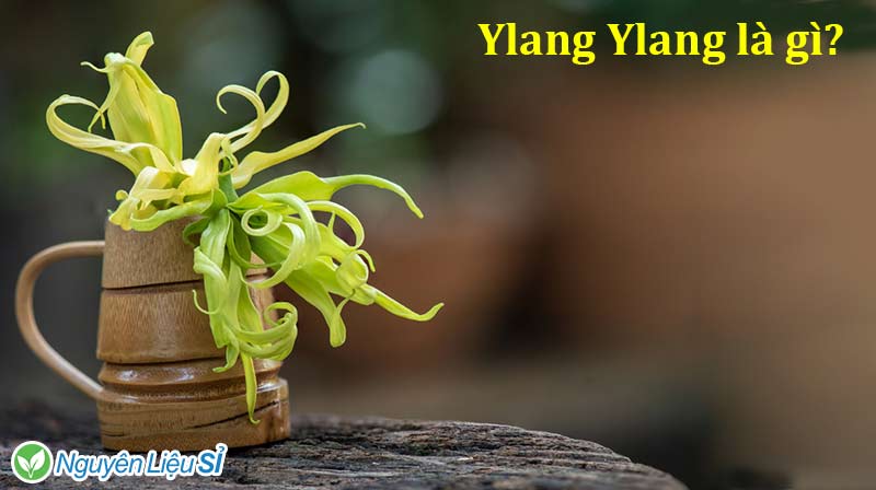 ylang ylang là hoa gì